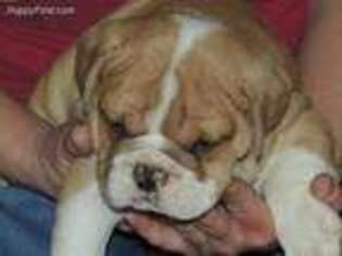 Bulldog Puppy for sale in Oolitic, IN, USA