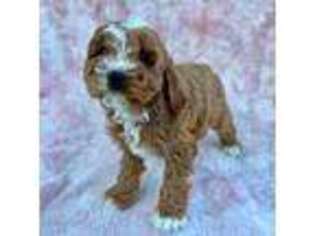 Cavapoo Puppy for sale in Middlebury, IN, USA