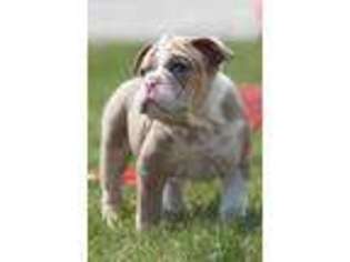 Olde English Bulldogge Puppy for sale in Woodburn, IN, USA