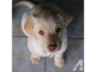 Labrador Retriever Puppy for sale in ANAHEIM, CA, USA