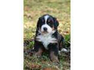 Bernese Mountain Dog Puppy for sale in Camby, IN, USA