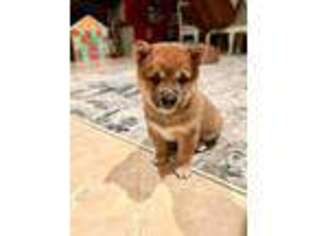 Shiba Inu Puppy for sale in Irvine, CA, USA