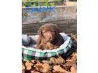 Chesapeake Bay Retriever Puppy for sale in Jewett, OH, USA