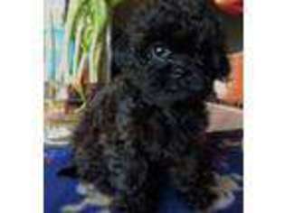 Shih-Poo Puppy for sale in Smiths Creek, MI, USA