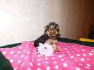 Yorkshire Terrier Puppy for sale in New Bremen, OH, USA