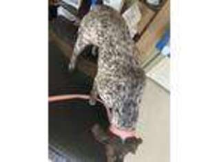 German Shorthaired Pointer Puppy for sale in London, KY, USA
