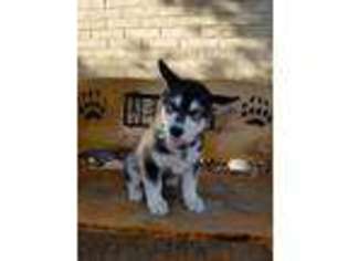Alaskan Malamute Puppy for sale in Tucson, AZ, USA