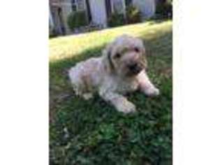 Goldendoodle Puppy for sale in West Union, SC, USA