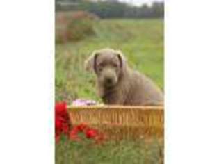 Labrador Retriever Puppy for sale in Loysville, PA, USA