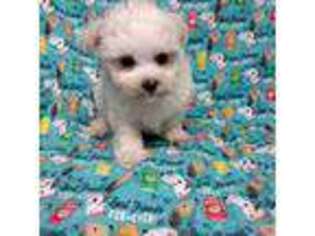 Maltese Puppy for sale in Telephone, TX, USA