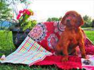 Irish Setter Puppy for sale in Tower City, PA, USA