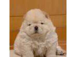 Chow Chow Puppy for sale in Sunnyvale, CA, USA