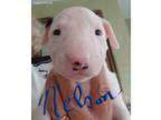 Bull Terrier Puppy for sale in Clover, SC, USA