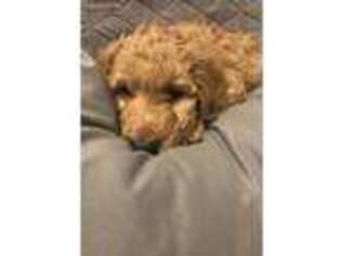Labradoodle Puppy for sale in Crowley, TX, USA