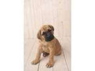 Mastiff Puppy for sale in Argos, IN, USA
