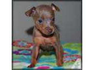 Mutt Puppy for sale in MEKINOCK, ND, USA