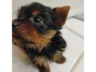 Yorkshire Terrier Puppy for sale in Dana Point, CA, USA