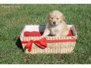 Golden Retriever Puppy for sale in Pierce City, MO, USA