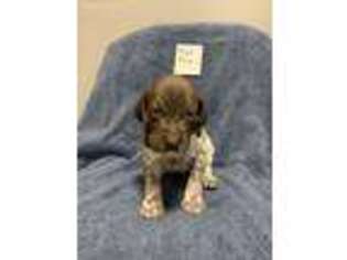 German Shorthaired Pointer Puppy for sale in Hillsboro, OH, USA