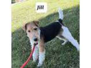 Mutt Puppy for sale in Bloomfield, IA, USA