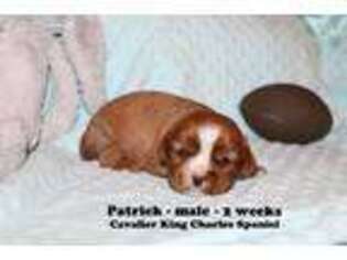 Cavalier King Charles Spaniel Puppy for sale in Clarkrange, TN, USA