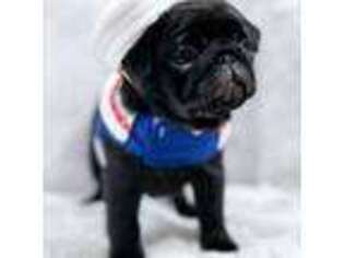 Pug Puppy for sale in Vernon, NY, USA