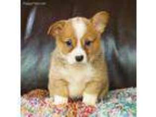 Pembroke Welsh Corgi Puppy for sale in Macon, MS, USA