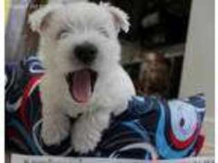 West Highland White Terrier Puppy for sale in New York, NY, USA