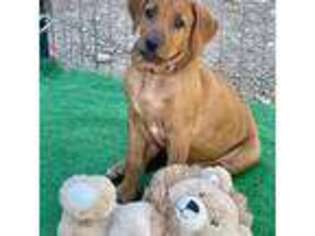 Rhodesian Ridgeback Puppy for sale in Apache Junction, AZ, USA