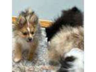 Pomeranian Puppy for sale in Edmond, OK, USA