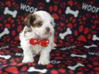 Shorkie Tzu Puppy for sale in Brashear, TX, USA