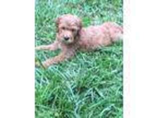 Goldendoodle Puppy for sale in Laurel, MS, USA