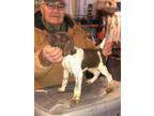 German Shorthaired Pointer Puppy for sale in Center Point, IA, USA