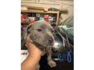 Mutt Puppy for sale in Johnson City, TN, USA