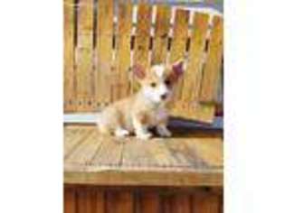 Pembroke Welsh Corgi Puppy for sale in Madison, NC, USA