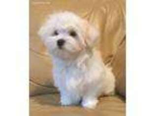 Maltese Puppy for sale in Lake George, NY, USA