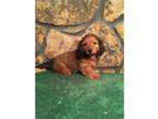 Dachshund Puppy for sale in Saint Elizabeth, MO, USA