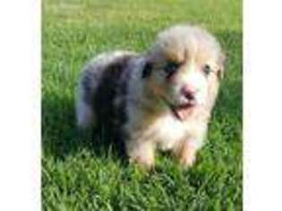 Australian Shepherd Puppy for sale in Midland, TX, USA