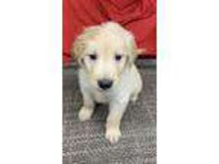 Golden Retriever Puppy for sale in Manchester, CT, USA