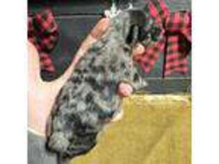 Mutt Puppy for sale in Williamson, WV, USA