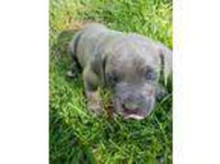 Cane Corso Puppy for sale in Rural Hall, NC, USA