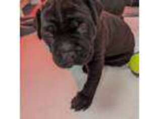 Cane Corso Puppy for sale in Salem, MA, USA