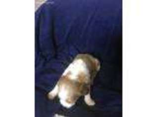 Brittany Puppy for sale in Attica, IN, USA