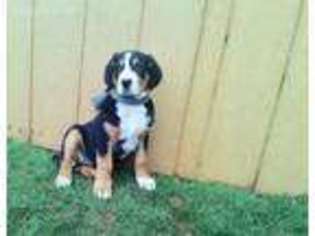 Greater Swiss Mountain Dog Puppy for sale in Blain, PA, USA