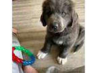 Newfoundland Puppy for sale in Middleburg, FL, USA