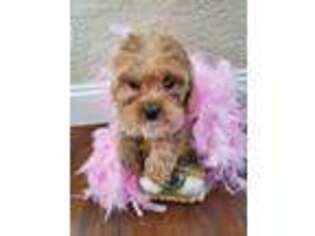 Cavapoo Puppy for sale in Tipp City, OH, USA
