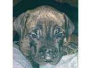 Cane Corso Puppy for sale in LAWRENCEBURG, TN, USA