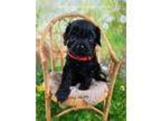 Cavapoo Puppy for sale in San Francisco, CA, USA
