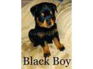 Rottweiler Puppy for sale in Adelanto, CA, USA