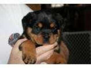 Rottweiler Puppy for sale in Mio, MI, USA